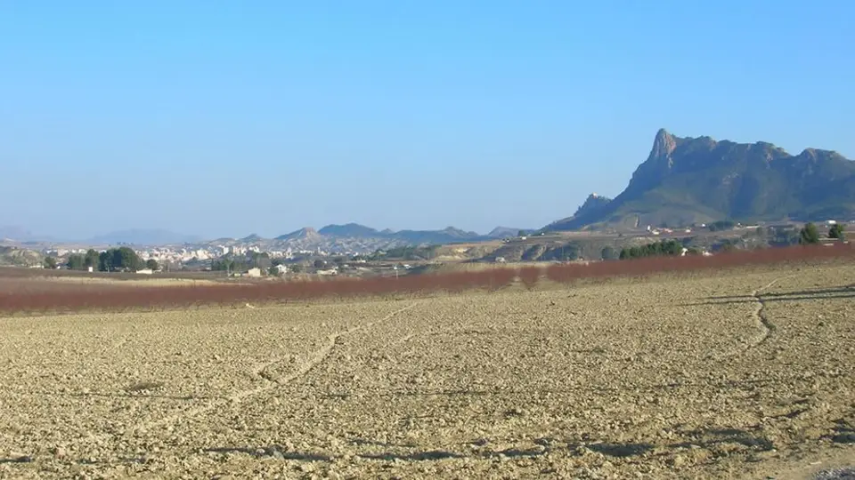 Cieza