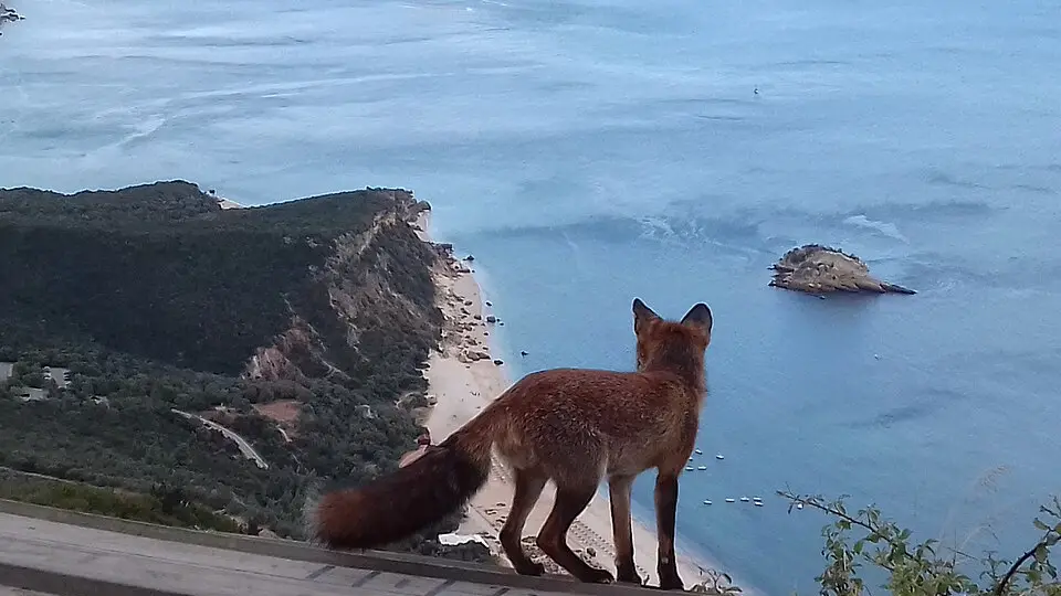 Miradouro do Portinho da Arrábida